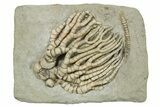 Fossil Crinoid (Cyathocrinities) - Crawfordsville, Indiana #263094-1